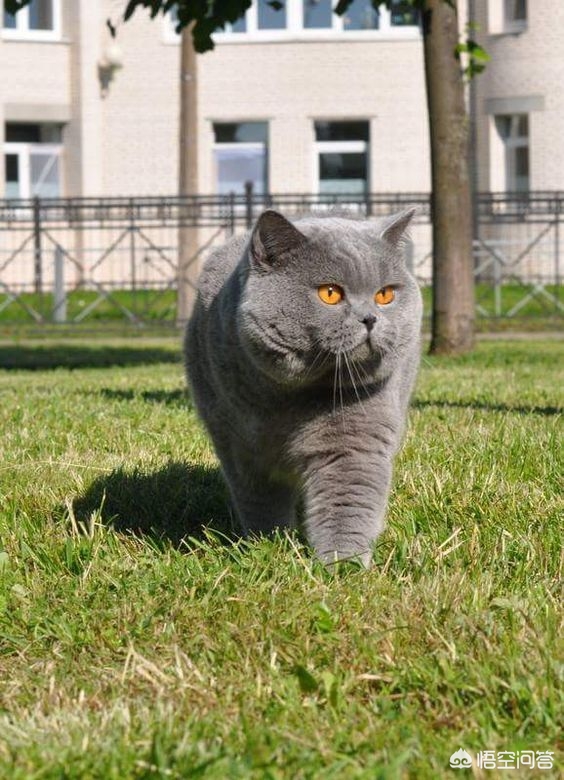 [英国猫听不懂中文]英国短毛猫好养吗？英国短毛猫价格一般是多少钱？