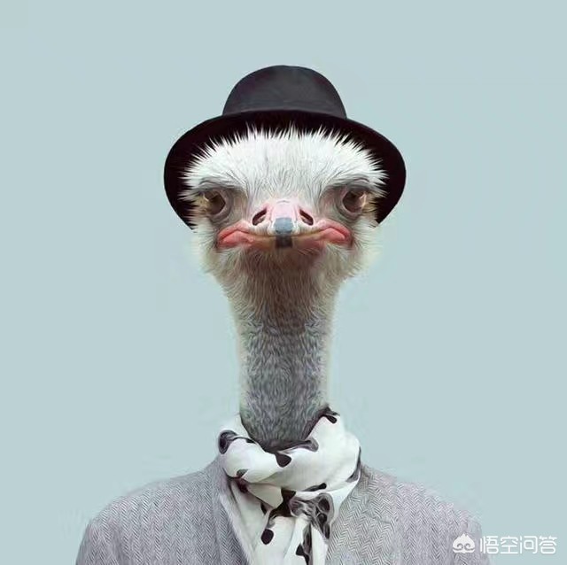 qq免费制作头像,怎样将网页上的图片设为QQ头像?