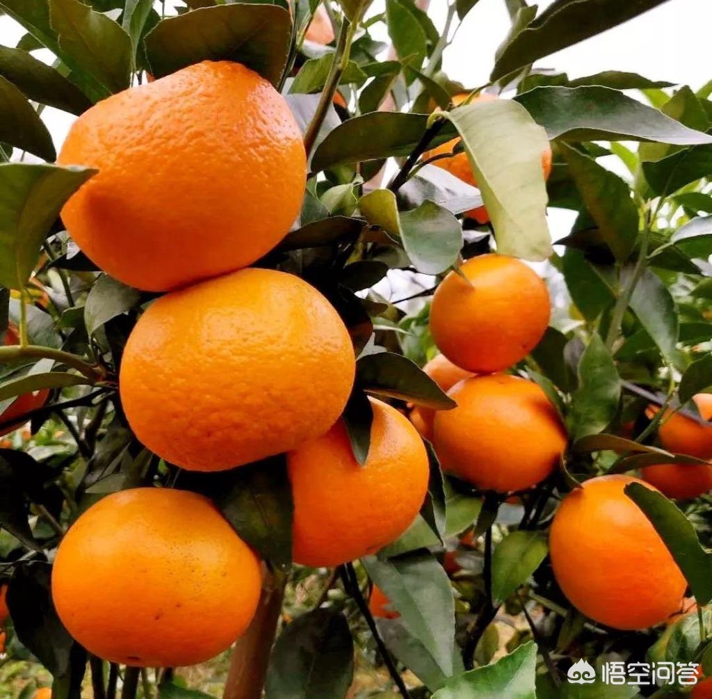 广西南宁沃柑好吃吗？