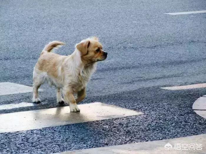5岁半小狗攒万元