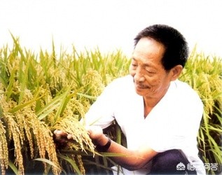 袁隆平汽车报价,袁隆平开的轿车多少钱