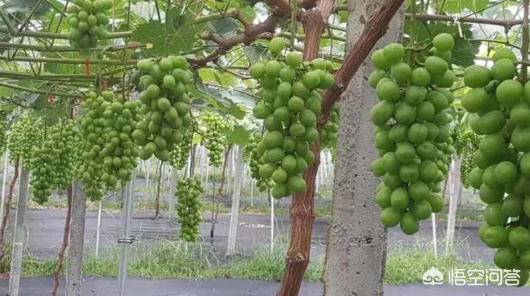 阳光玫瑰变阳光没贵（阳光玫瑰无核处理最佳时间？）