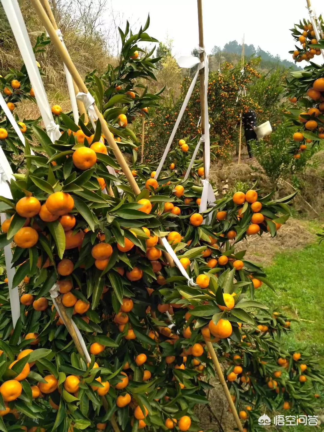 桂林最大水果批发市场? 桂林最大水果批发市场?