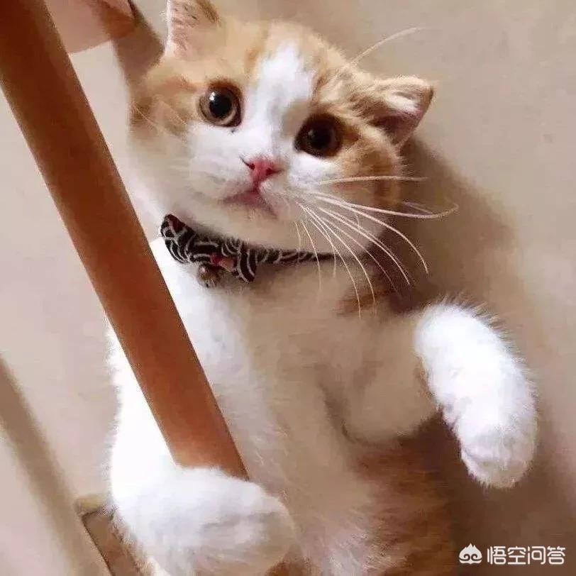 猫快死的七大征兆?:快猫vip 猫快死的七大征兆?:快猫vip