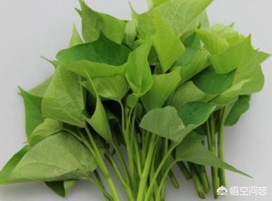 红薯叶一斤卖300