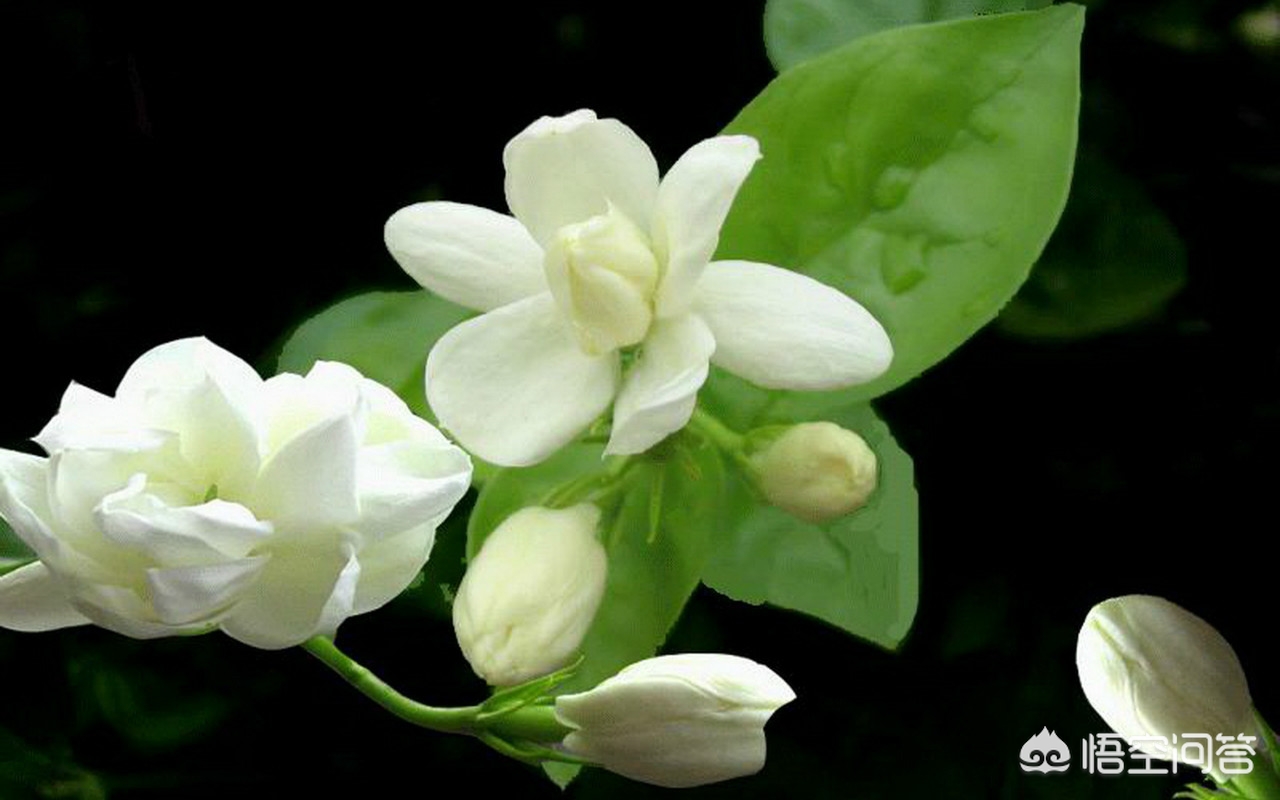 新买的茉莉把花蕾全剪了有影响吗？有没有好处？
