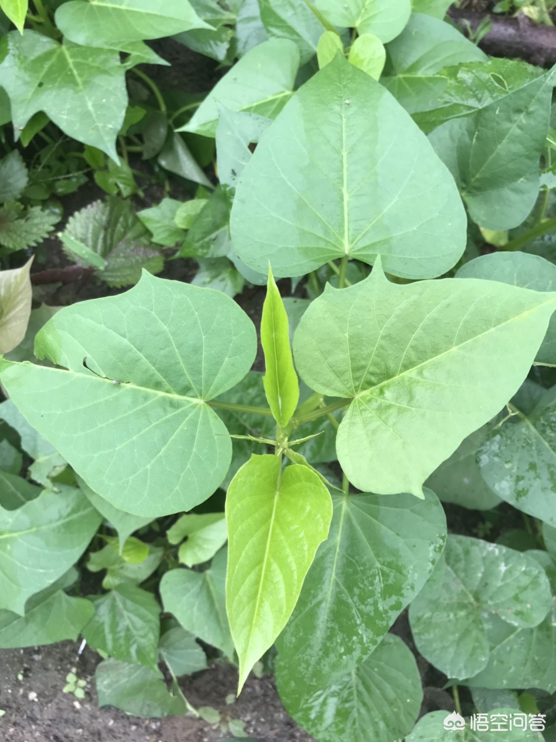红薯叶一斤卖300