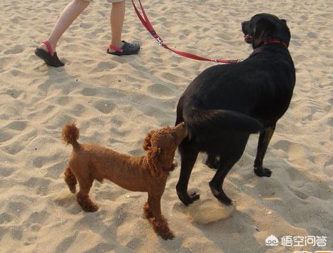 狗狗的海外生活视频，狗狗的海外生活视频大全