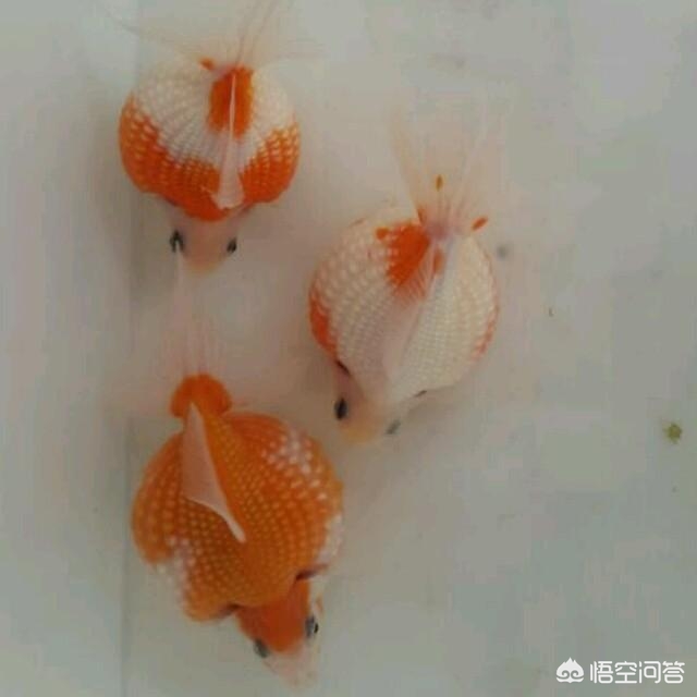 金鱼注意报，金鱼注意报 国语