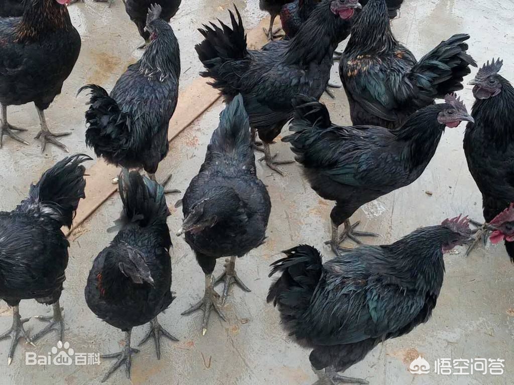 快速搭建网站设计软件下载