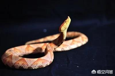 在农村菜园子浇菜，看到一条非常漂亮的红蛇，这种红颜色的蛇有毒吗？能捉吗？