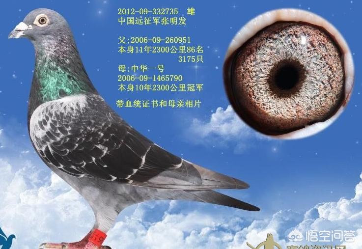鸽子的海外生活特点，鸽子的海外生活特点是什么