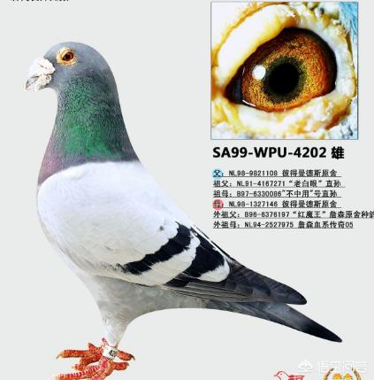 鸽子的海外生活特点，鸽子的海外生活特点是什么