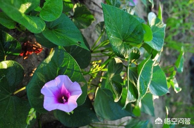 红薯花图片大全（地瓜花有哪些品种？）