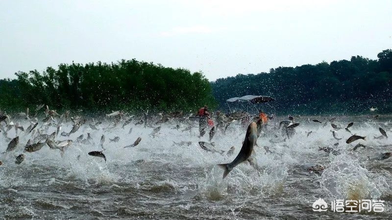 海外生活挣钱买美食，海外卖什么好