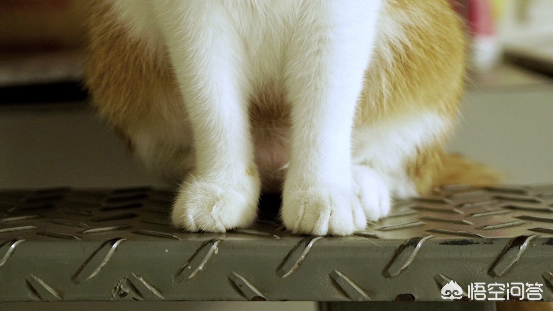 [做你的猫]你愿意做我的小猫咪吗啥意思？