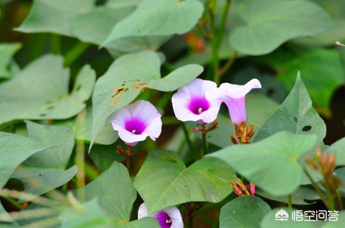 红薯花图片大全（地瓜花有哪些品种？）