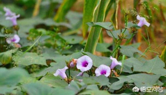 红薯花图片大全（地瓜花有哪些品种？）