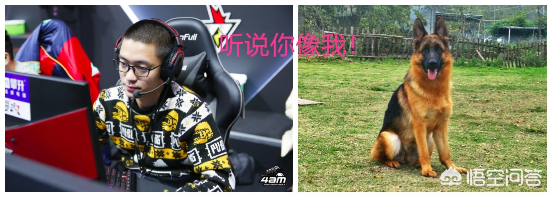 大连市旺哥是什么意思