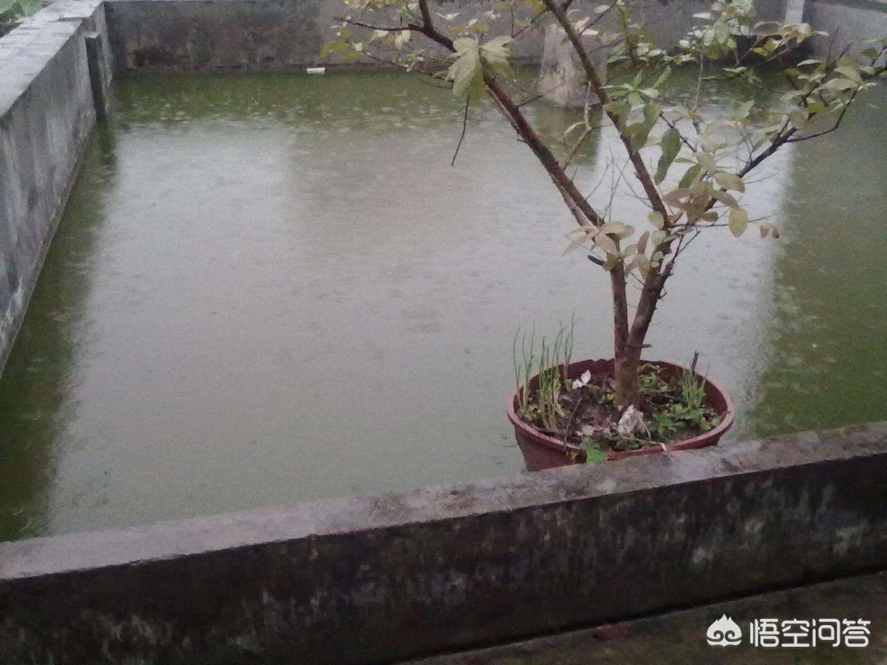 茅台酒和股价双降温（为什么贵州农村房顶上要存水？）