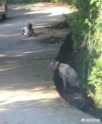 被狗绊倒刺死老太
