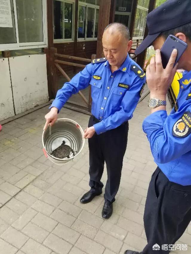 合肥市超级物种有哪些