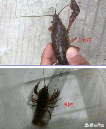 在海外生活的东北小孩叫什么，在海外生活的东北小孩叫什么名字