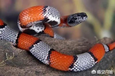 在农村菜园子浇菜,看到一条非常漂亮的红蛇,这种红颜色的蛇有毒吗?能捉吗? 在农村菜园子浇菜,看到一条非常漂亮的红蛇,这种红颜色的蛇有毒吗?能捉吗?