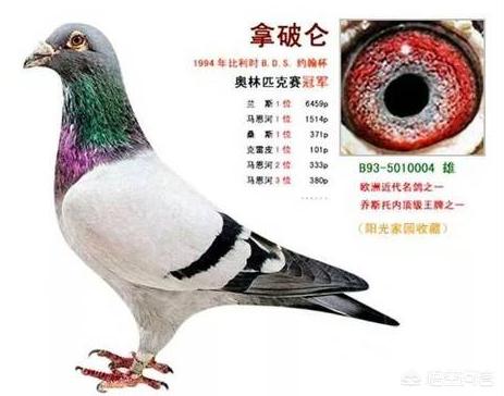 鸽子的海外生活特点，鸽子的海外生活特点是什么