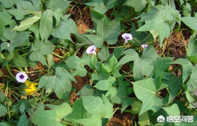 红薯花图片大全（地瓜花有哪些品种？）