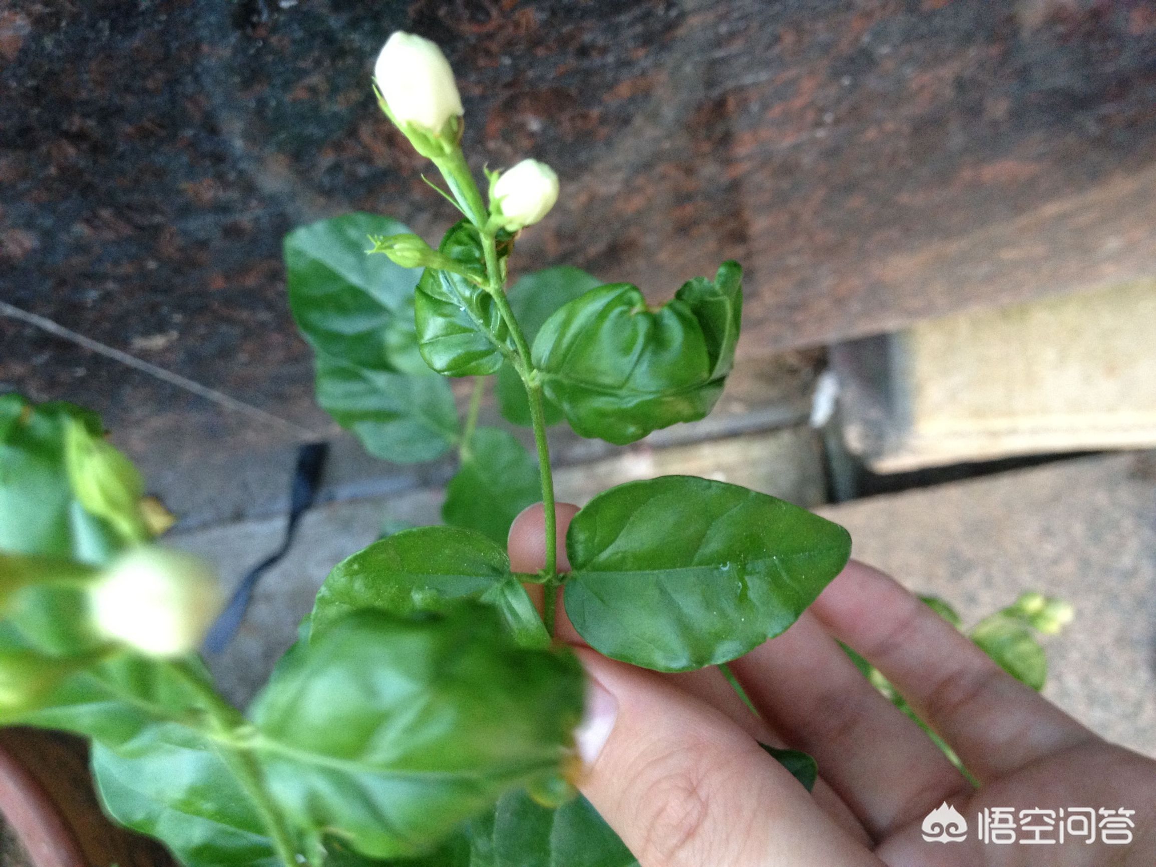 新买的茉莉把花蕾全剪了有影响吗？有没有好处？