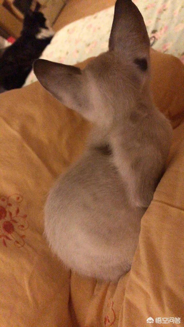 2个月的小猫满脸猫癣我应该怎么办？：买猫被传染满脸猫藓