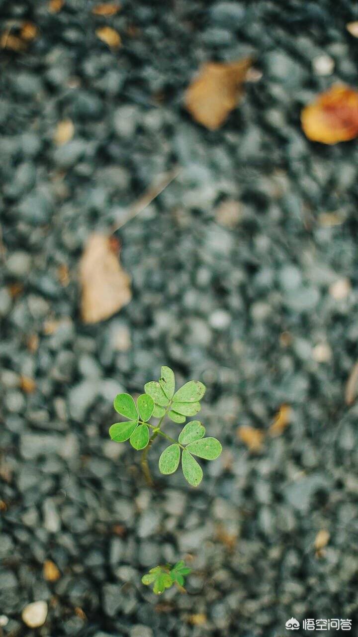 走失小狗等主人8小时（如果捡到一条走失的宠物狗，联系到主人后，狗又逃走了，该怎么办？需要赔偿吗？）