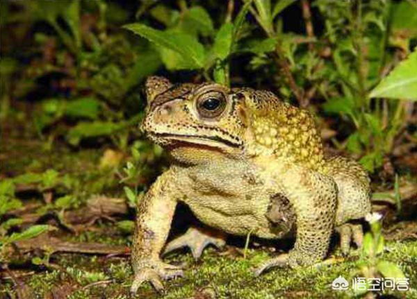 [老年人图片]老人与蛇的寓言故事？