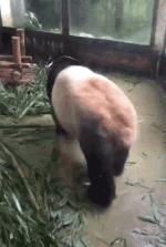 头片（图片的格式有哪几种呀？）