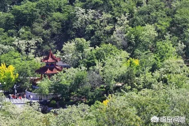 大连市市树是什么树