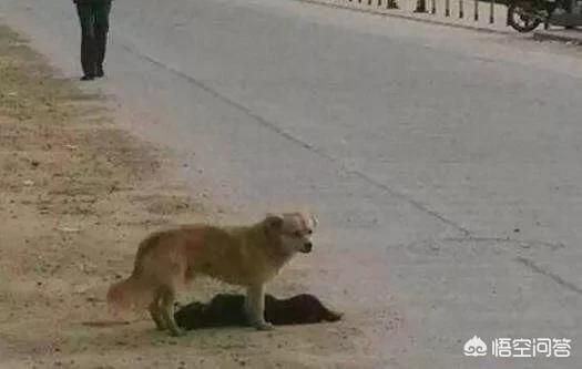5岁半小狗攒万元