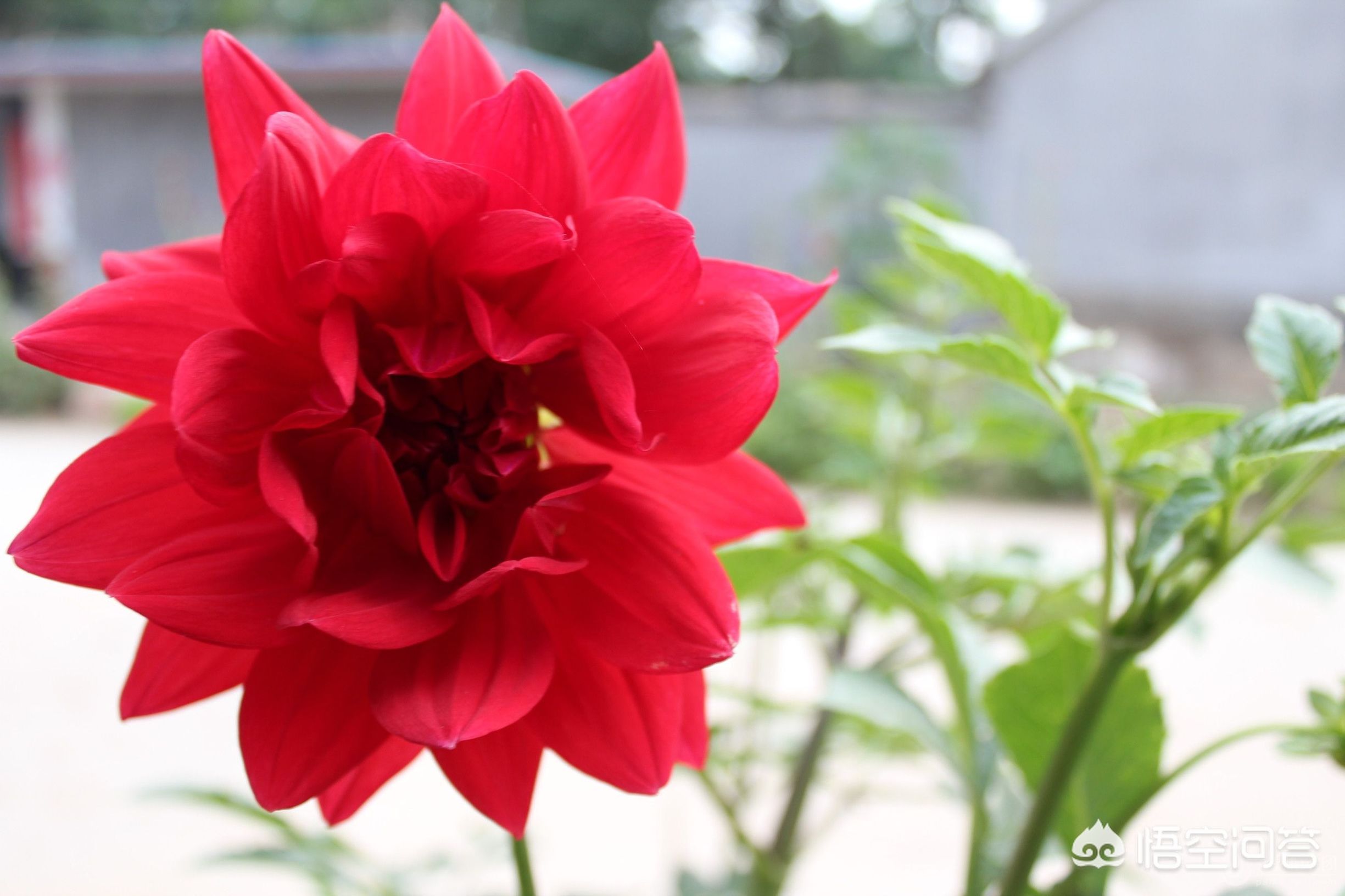 红薯花图片大全（地瓜花有哪些品种？）