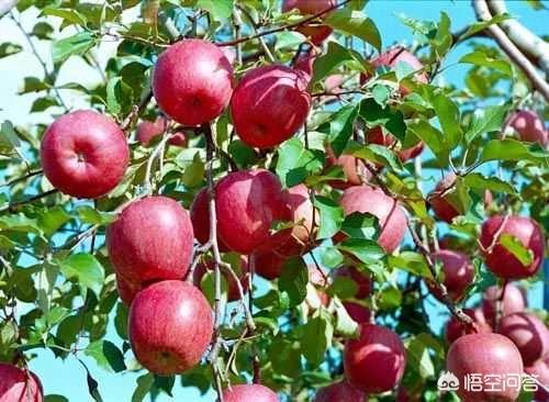 山东苹果app开发公司