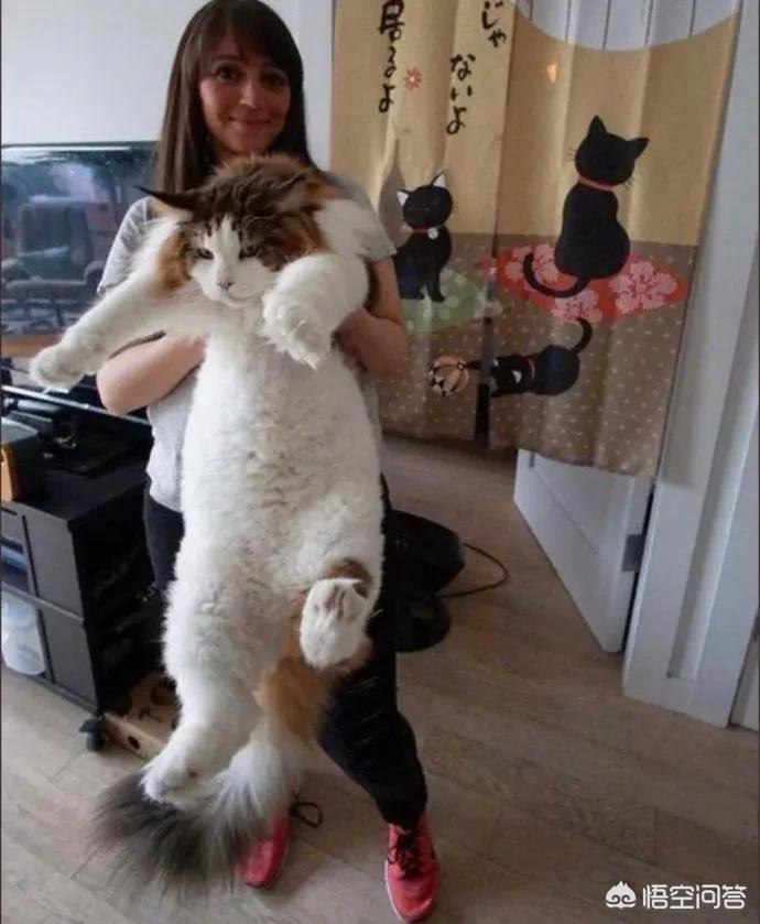 世界上最大的猫百科全书 （世界上最大的猫百科全书是什么）