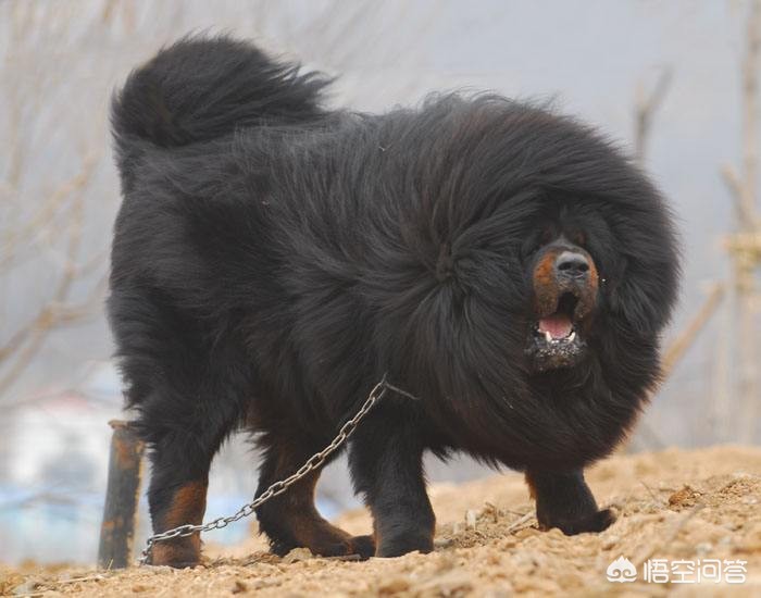 一女童被大型犬咬伤狗咬伤小女孩后被女孩父母打死