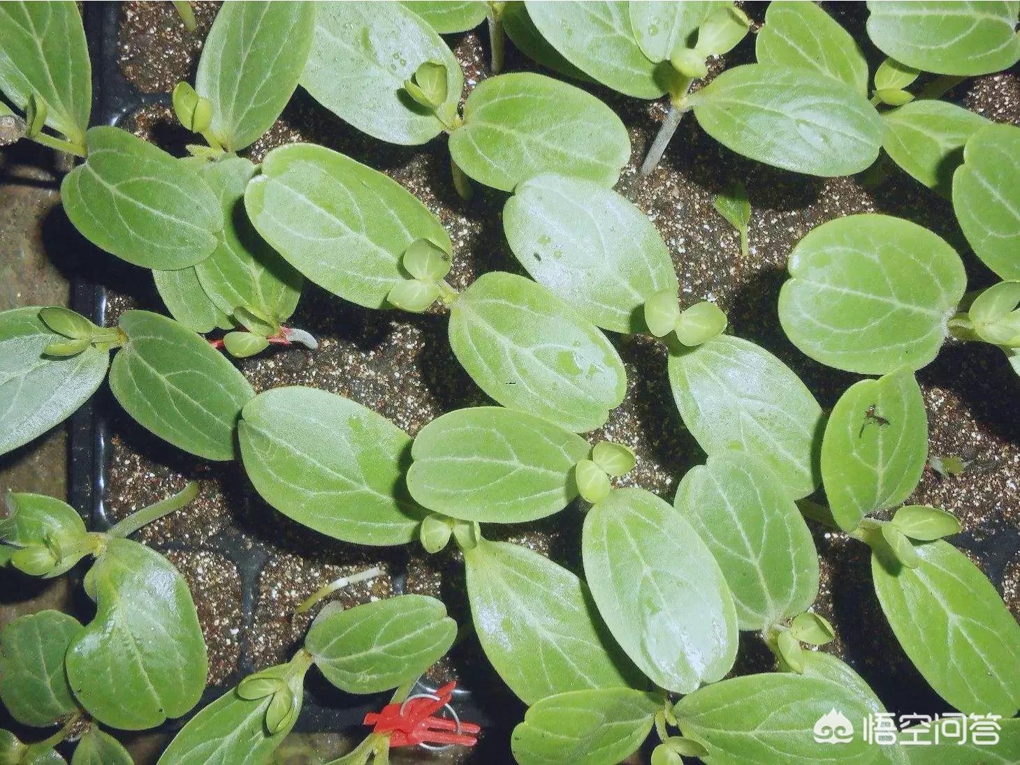 河南露地西瓜种植时间？