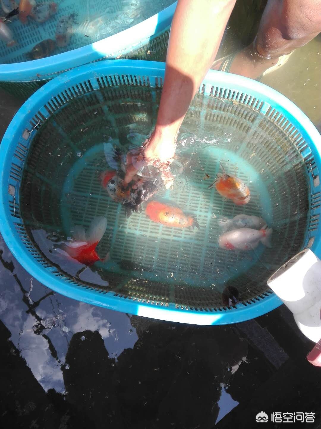 金鱼注意报，金鱼注意报 国语