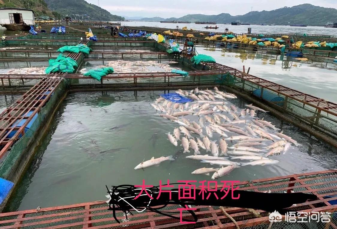 加州汽车报价大全,加州汽车报价大全最新