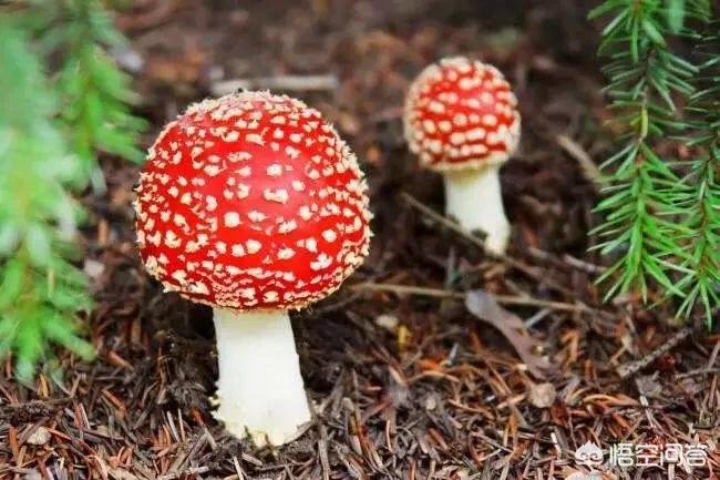 春天到了，在农村山上哪些地方野生的蘑菇多？
