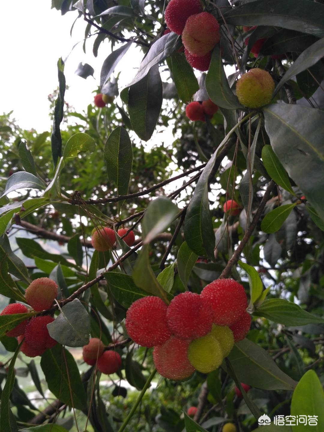 桂林最大水果批发市场? 桂林最大水果批发市场?