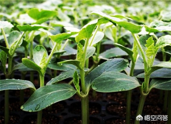 河南露地西瓜种植时间？