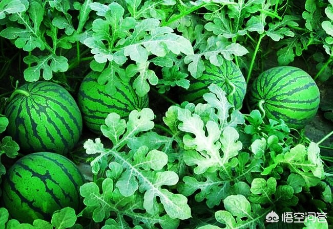河南露地西瓜种植时间？