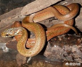 在农村菜园子浇菜，看到一条非常漂亮的红蛇，这种红颜色的蛇有毒吗？能捉吗？