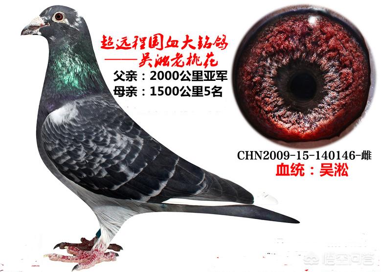 鸽子的海外生活特点，鸽子的海外生活特点是什么
